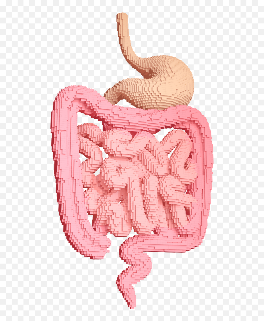 Download Hd Stomach Icon - Illustration Transparent Png Sketch,Gi Tract Icon