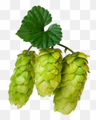 Lupulus Maximus - Marijuana Strains Are High In Humulene Png,Hops Png