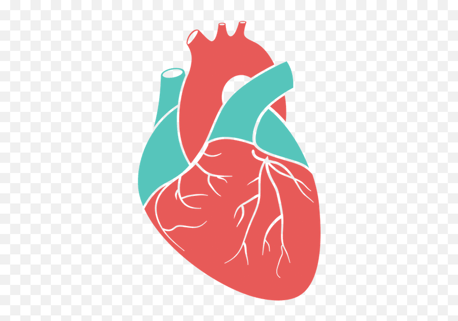 Oleksiiafanasiev U2013 Canva - Vector Real Heart Silhouette Png,Heart Flat Icon
