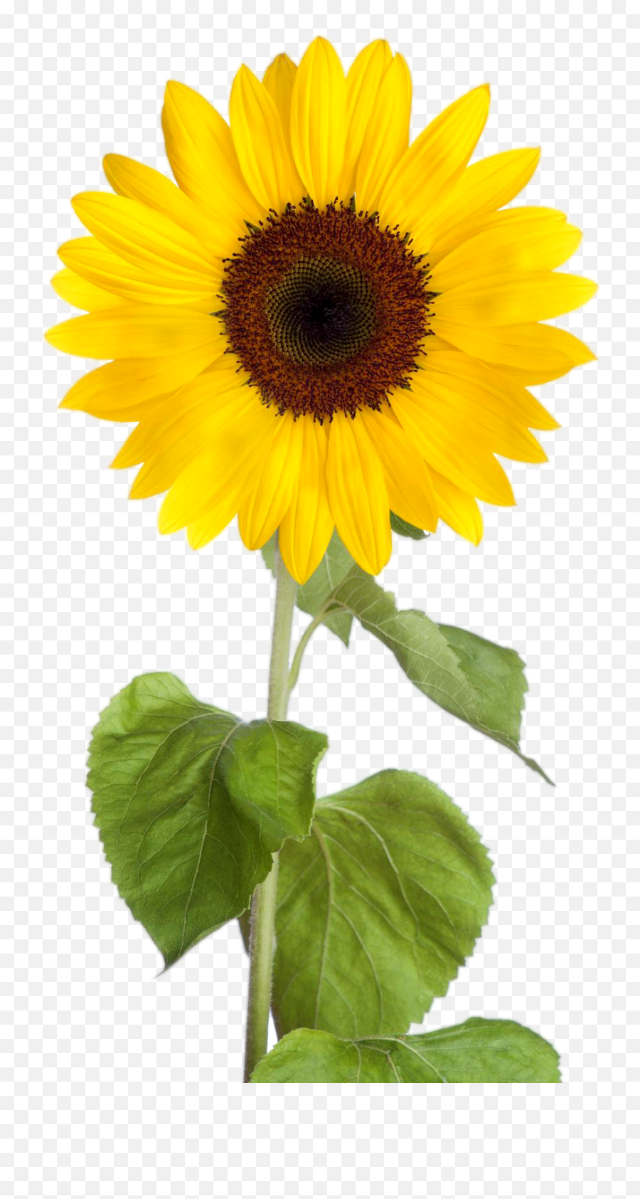 Real Sunflower Clipart Transparent - Sunflower Clipart Transparent Background Png,Transparent Sunflower