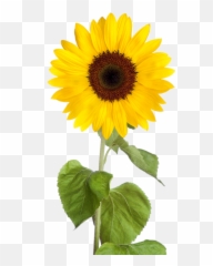 Real Sunflower Clipart Transparent - Background png