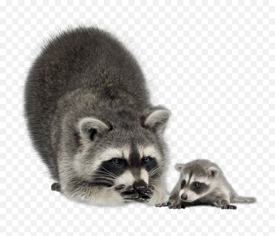 Raccoon Png - Transparent Png Raccoon Clear Background,Raccoon Png