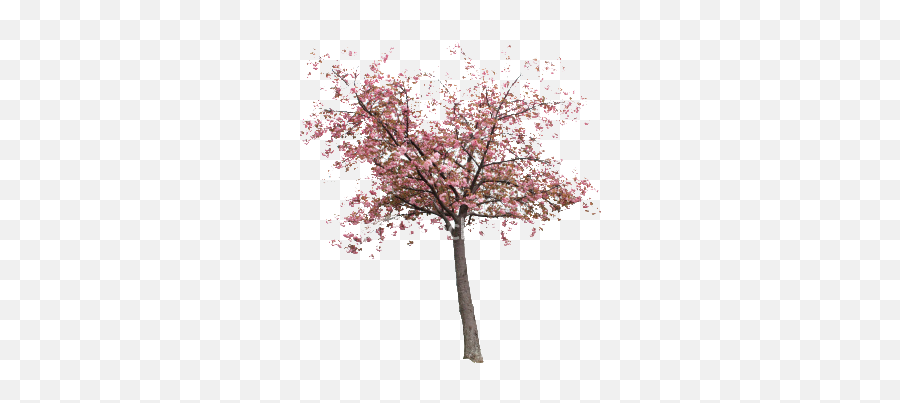Real Sakura Tree Png Image - Real Sakura Tree Png,Cherry Blossom Tree Png