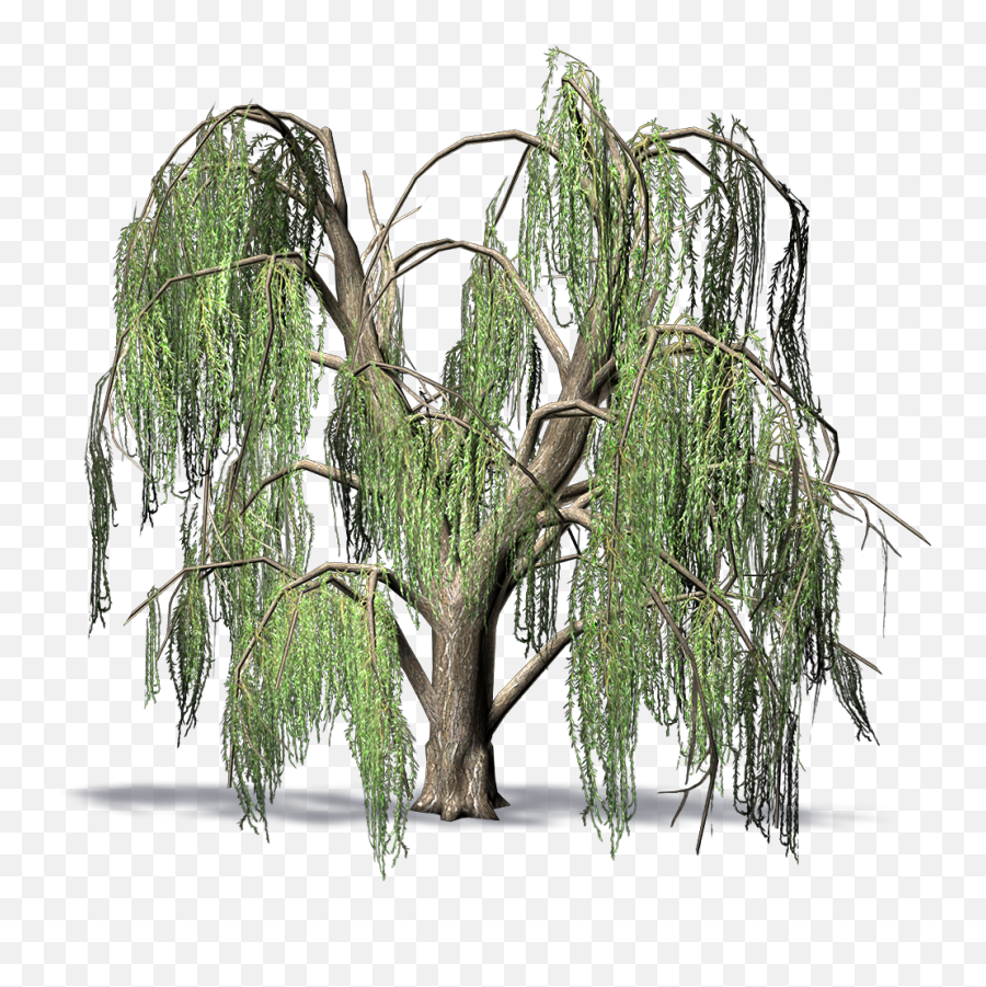 Cad - En Bimobject Salix Babylonica Marketplace Weeping Willow Png,Weeping Willow Png