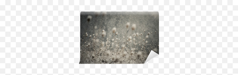 Snow Falling And Covering The Ground Wall Mural U2022 Pixers We Live To Change - Snow Png,Snow Falling Png