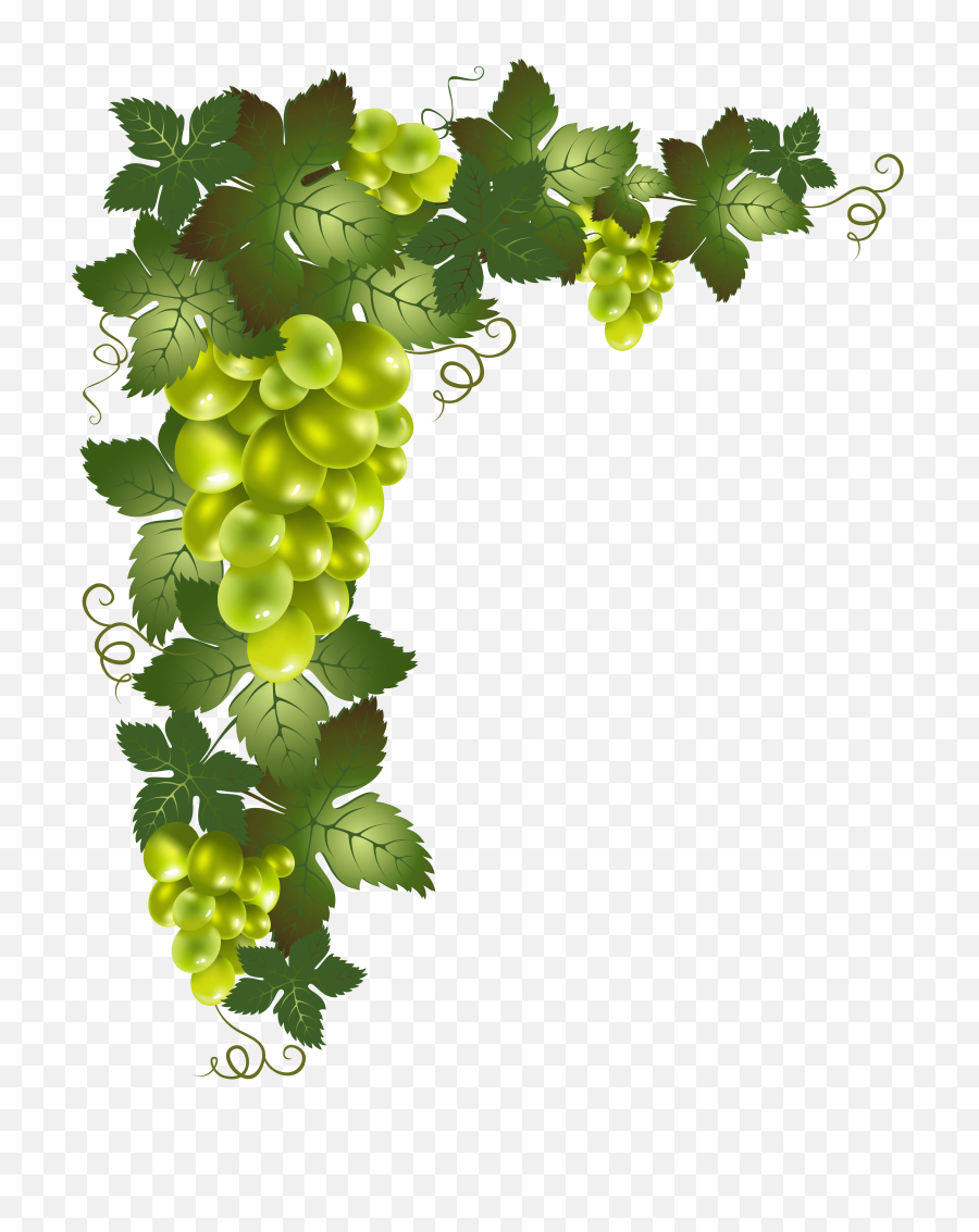 Transparent Grapes De Raisin Picture 2466288 - Grape Vine Transparent Png,Raisin Png