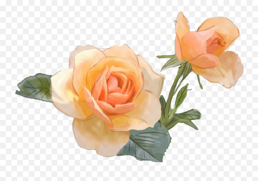 Download Hd Yellow Rose Flower Commercial Png And Psd - Psd Roses,Yellow Rose Transparent