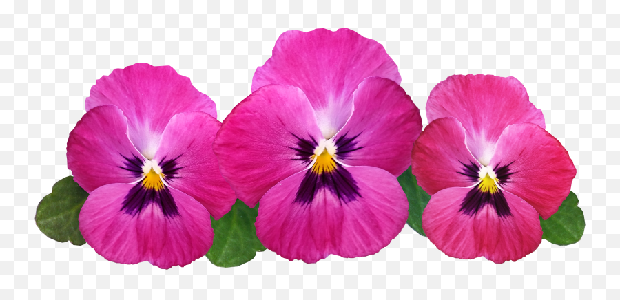 Pansies Flowers Flower Petal Petals Snipstock - Pansies Png,Flowers With Transparent Background