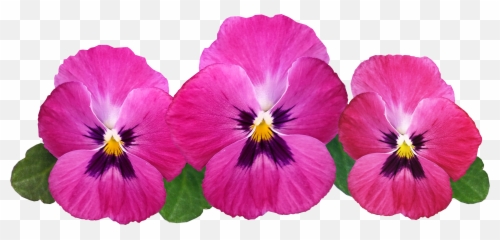 Pansies Flowers Petal Petals Snipstock - Pansies Png