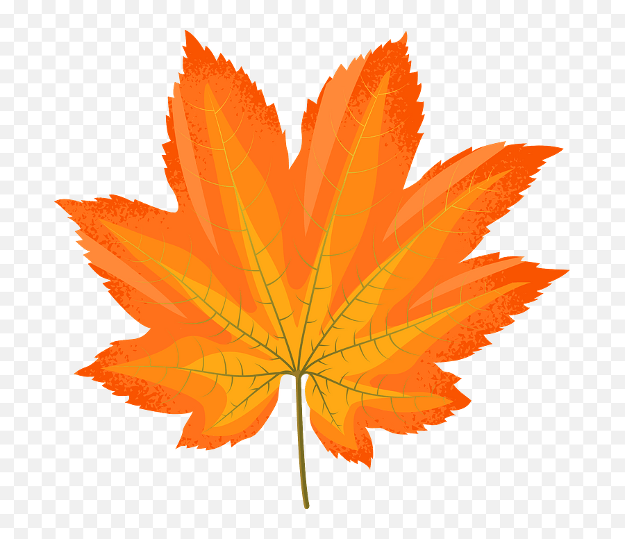 Download Vine Maple Yellow Leaf Clipart - Fall Maple Leaf Vine Maple Png,Falling Leaves Png
