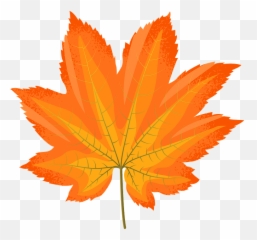 Download Vine Maple Yellow Leaf Clipart - Fall Maple Leaf Vine Maple Png,Falling Leaves Png