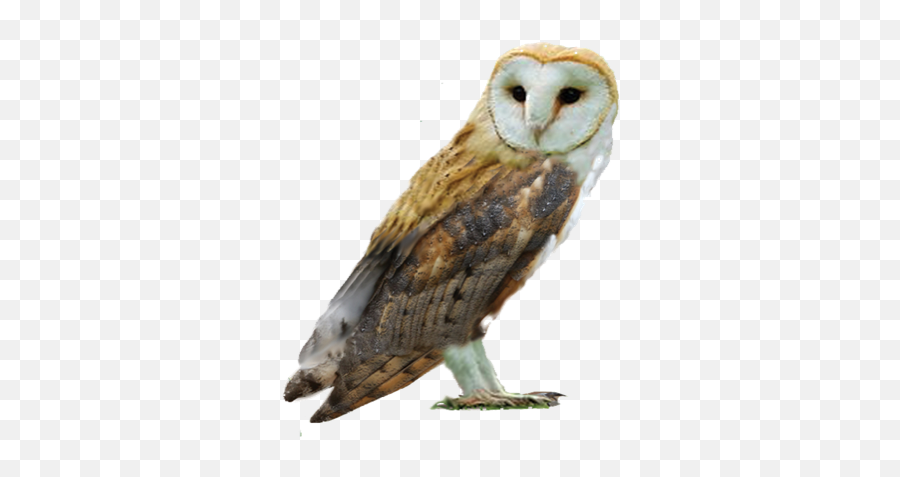 2019 - Barn Owlpsd Shepreth Wildlife Park Barn Owl Png,Barn Owl Png