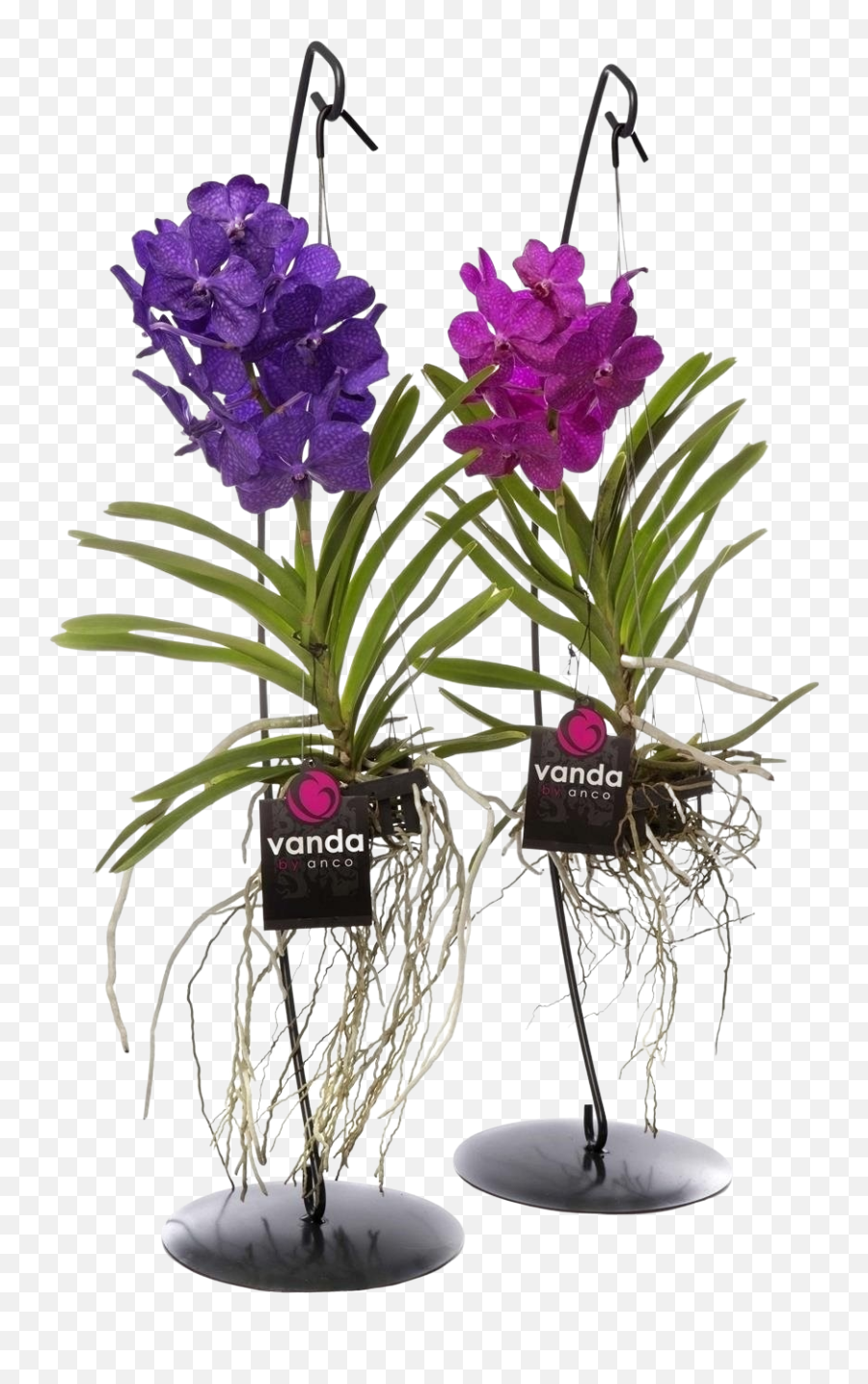 Vanda With Standard - Vanda Orchidee Png,Hanging Plants Png