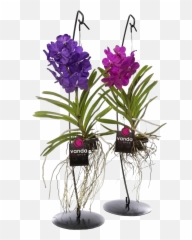 Vanda With Standard - Vanda Orchidee Png,Hanging Plants Png