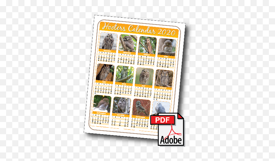 2020 Hooters Owl Calendar - Hooters Bird Calendar 2020 Png,Hooters Logo Png