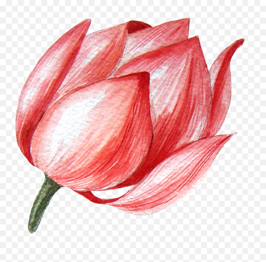 Download Hd Lotus Flower Transparent Png This Graphics - Lotus Bud Drawing,Lotus Flower Transparent Background