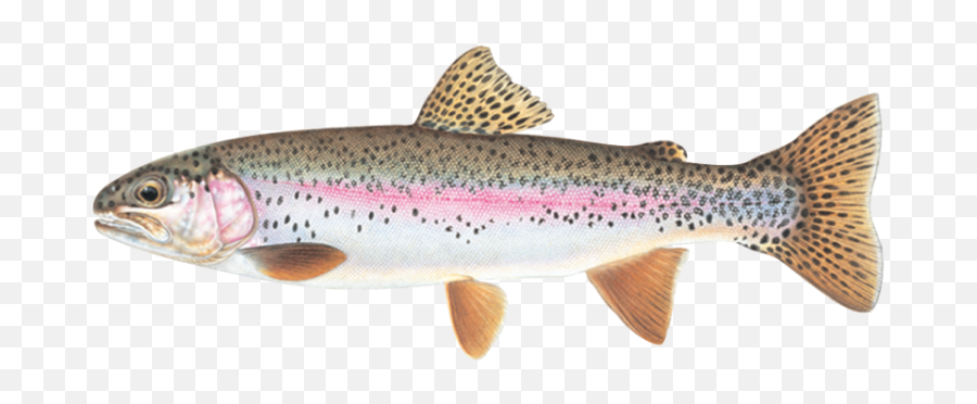 Facts About Rainbow Trout Png Image - Cutthroat Trout In Wyoming,Trout Png