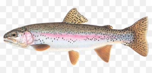Facts About Rainbow Trout Png Image - Cutthroat Trout In Wyoming,Trout Png