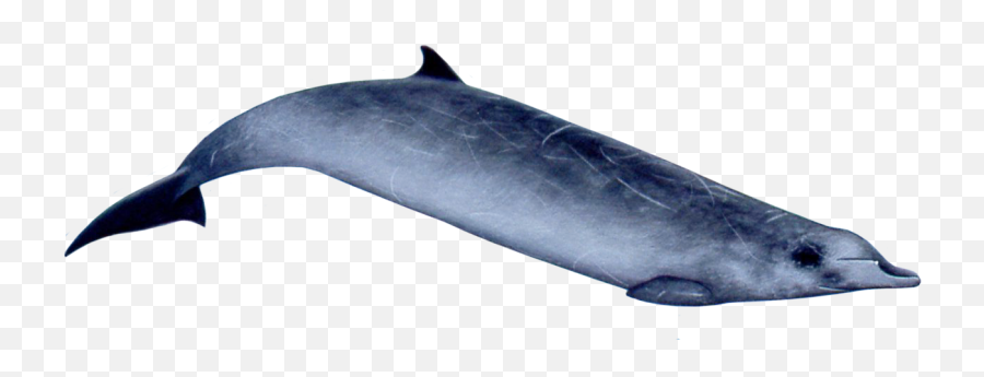 Beaked Whale Png - Ginkgo Toothed Beaked Whale,Blue Whale Png