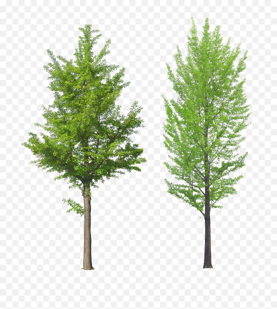 Download Free Png Forest Trees - Tree Front View Png,Forest Tree Png