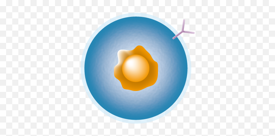 B - Cell Png,Cell Png