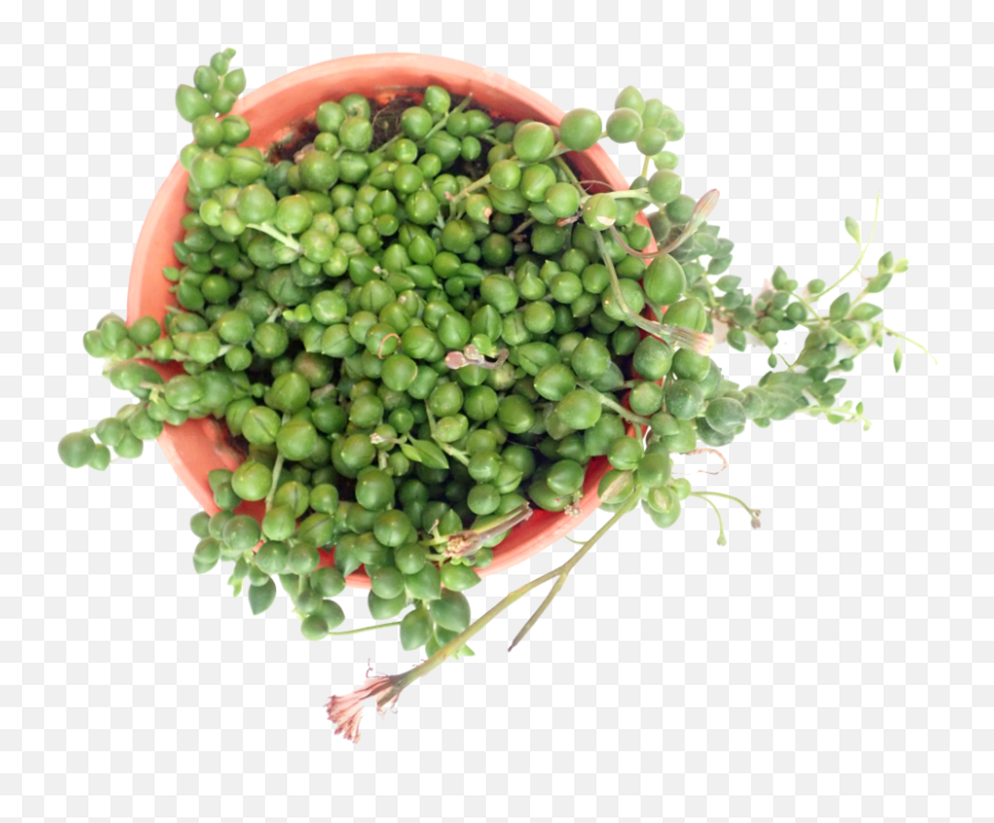 String Of Pearls - Natural Foods Png,String Of Pearls Png