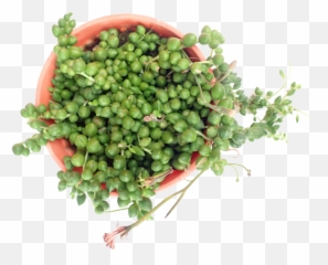 String Of Pearls - Natural Foods png