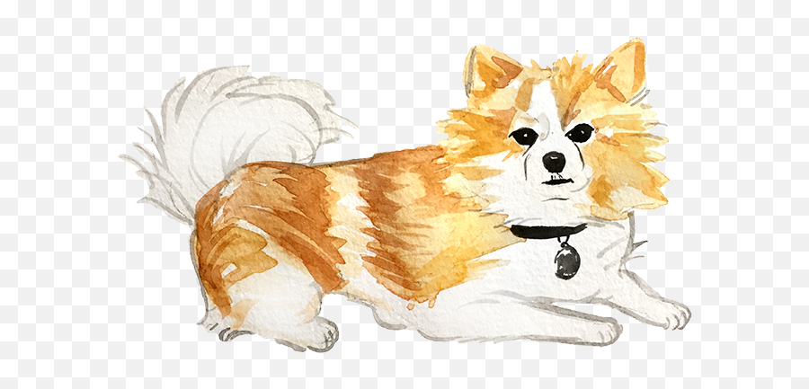 Download Pembroke Welsh Corgi - Full Size Png Image Pngkit Northern Breed Group,Corgi Transparent