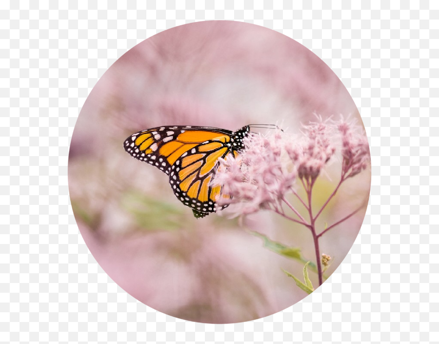 Pink Butterfly - Monarch Butterfly Png,Monarch Butterfly Icon