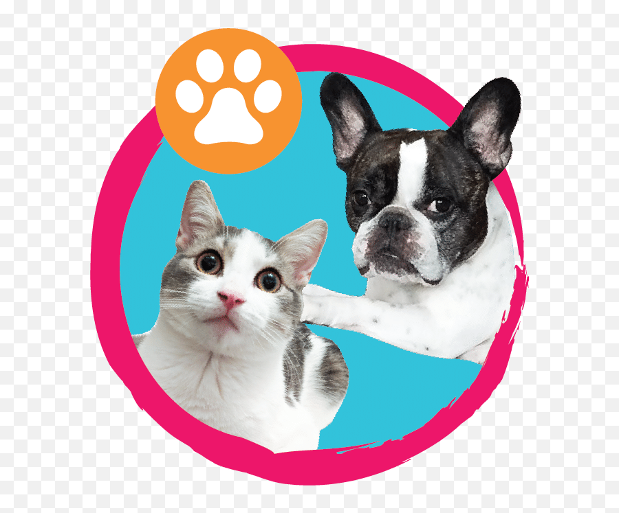 Bff Oh My Gravy Omg Archives - Weruva Because We Luvya Collar Png,Lol Cat/dog Icon