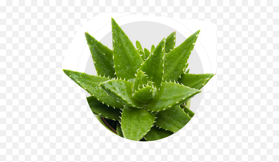 Aloe Infusion - Aloe Vera Png,Aloe Vera Plant Png