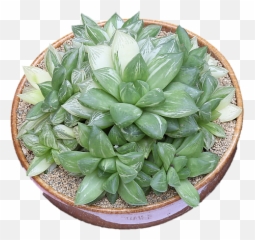 San Diego Cactus And Succulent Society Sdcss Winter Show - Rosette Png,Succulent Icon Transparent