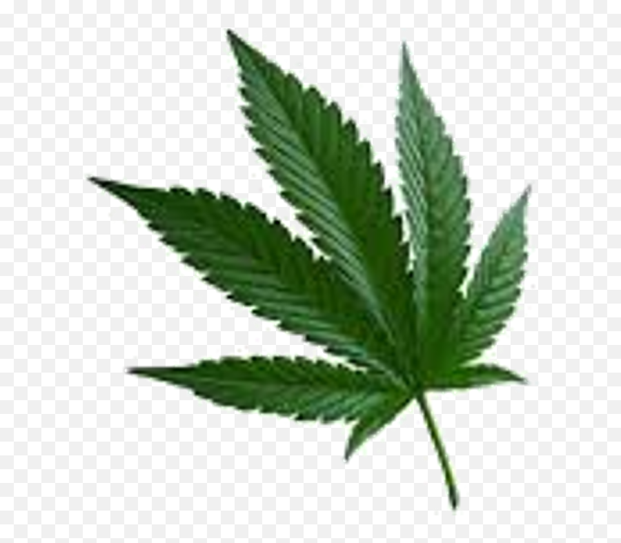 Real Weed Leaf Png - Marijuana Cannabis Sativa Cannabis Weed Leaf White Background,Marijuana Plant Png