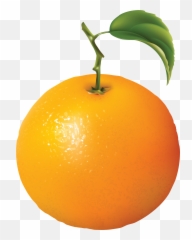 Fruits Clipart Png - Diagram Of An Orange,Fruit Clipart Png
