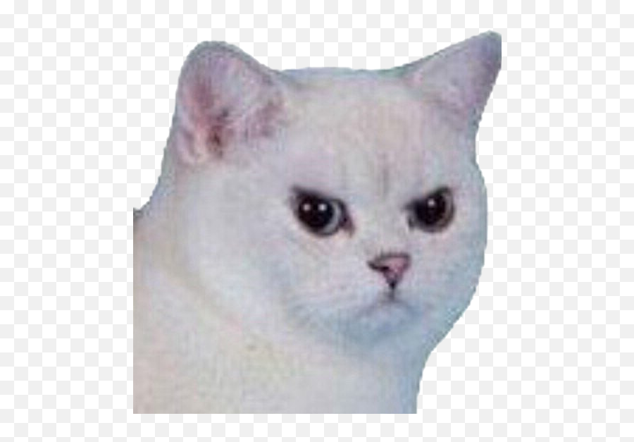 Cat Angry Angrycat Meme Funny Sad White - Cat Meme Face Png,Sad Cat Png
