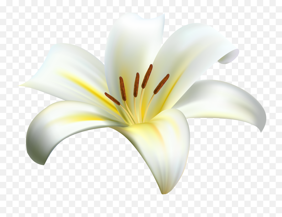 Stargazer Lily Clipart - Full Size Clipart 2182298 Monocotyledon Png,Easter Lily Png