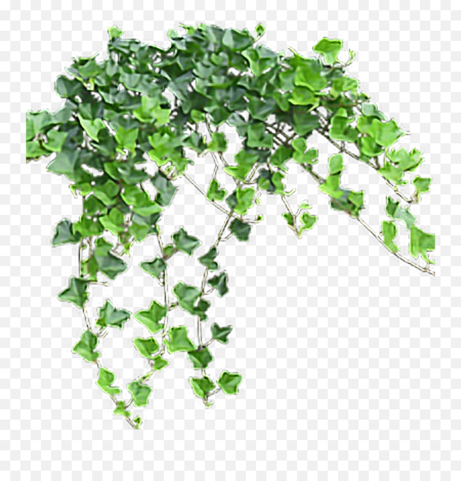 Transparent Background Ivy Png - Transparent Background Ivy Png,Ivy Png