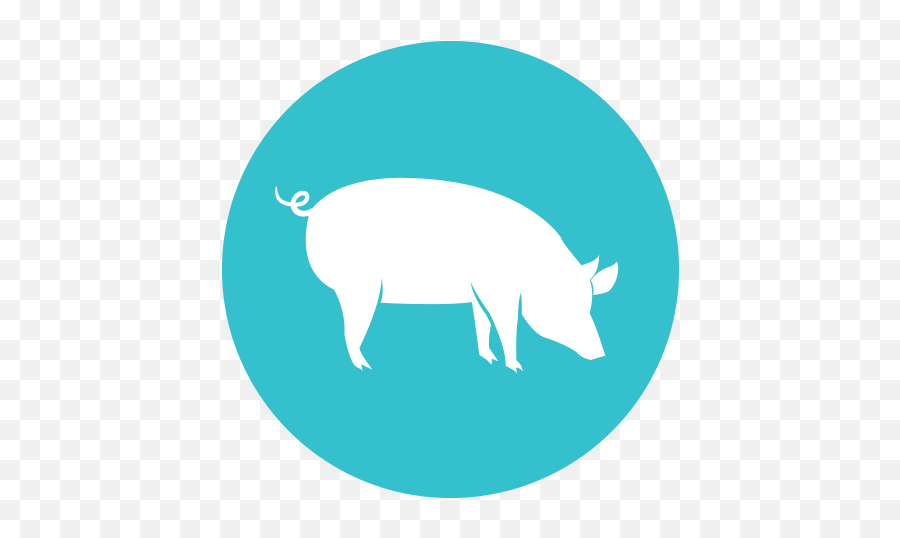 Icon - Pork Raising Standards2x U2022 Hormel Foodservice Domestic Pig Png,Boar Icon