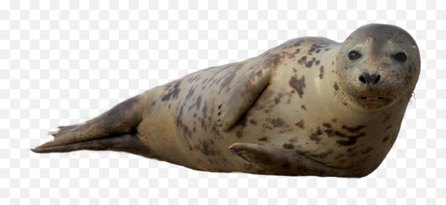 Seal Png Transparent - Transparent Seal Animal Png,Seal Png