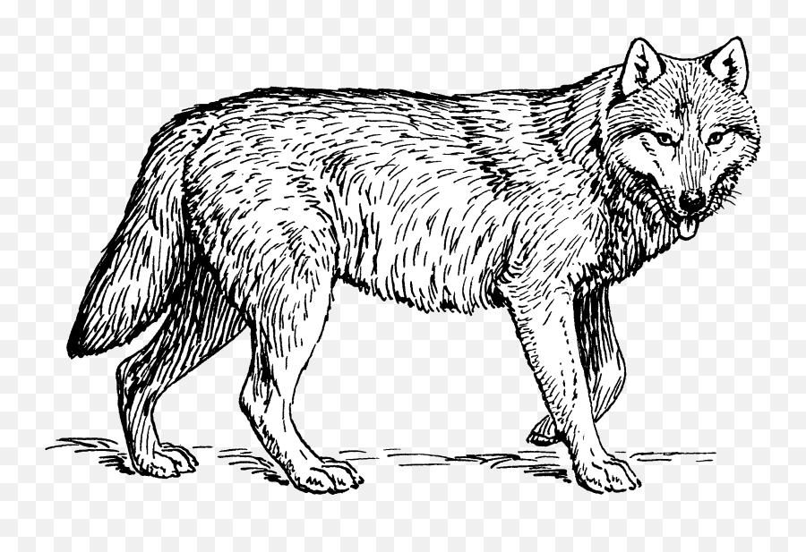 Cleaned 2 - Wolf Drawing Png,Wolf Transparent