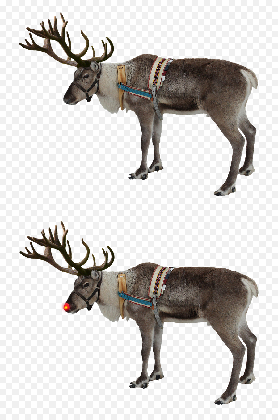 Reindeer Red Nose Rudolph - Reindeer Transparent Background Png,Rudolph Png