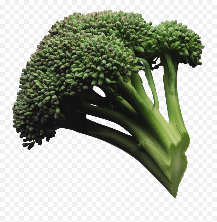 Download Broccoli Png Image For Free - Transparent Background Steamed Broccoli Png,Broccoli Transparent