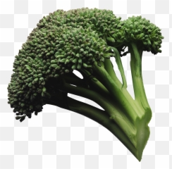 Download Broccoli Png Image For Free - Transparent Background Steamed