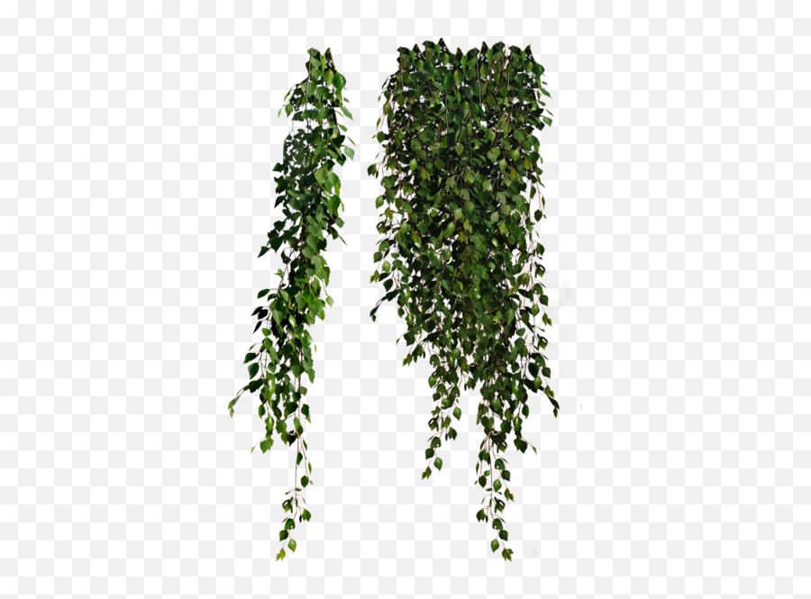 Vine - Plants Transparent Png,Vine Png