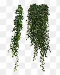 Vine - Plants Transparent png