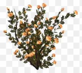 Aesthetic Plant Pngs