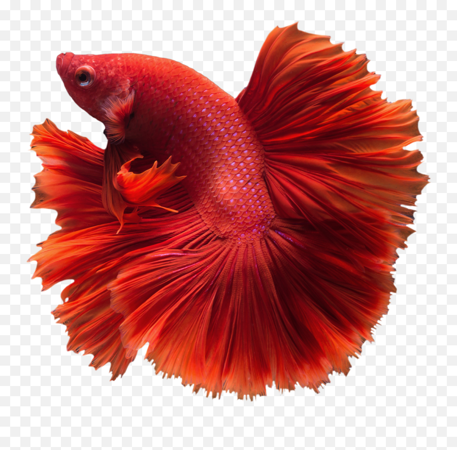 Betta Fish Png U0026 Free Fishpng Transparent Images - Halfmoon Betta Fish Png,Koi Fish Png