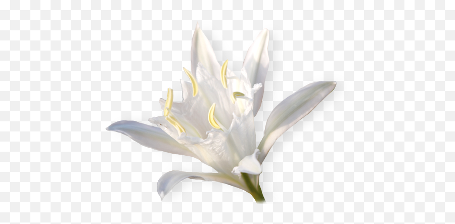 Nature Republic - Crenate Orchid Cactus Png,Lily Png