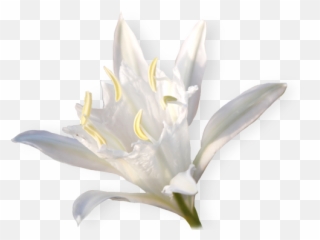 Nature Republic - Crenate Orchid Cactus Png,Lily Png
