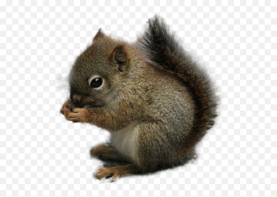 Squirrel Rodent Chipmunk Animal - Chipmunk Squirrel Transparent Background Png,Squirrel Transparent Background